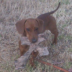 Meet your Posher, Nezumi